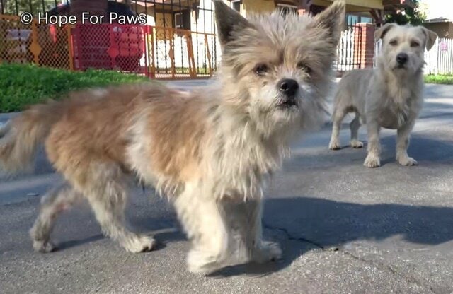2匹で保護された子犬　1匹が「右脚の切断手術」を乗り越えて元気に走り回る姿に感動
