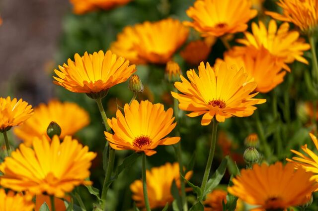 寒さに強い《暖色系の花＆もふもふの常緑シルバーリーフ》8選で「温かみのある冬花壇」づくり