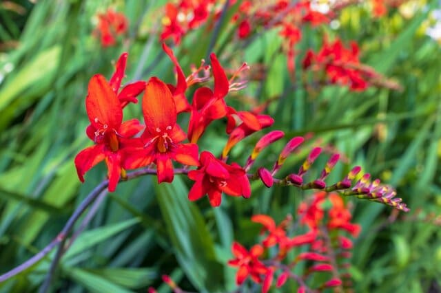 庭になじめば「手間いらずでほぼ勝手に育つ」オシャレな多年草3選《植え付け適期はいま》