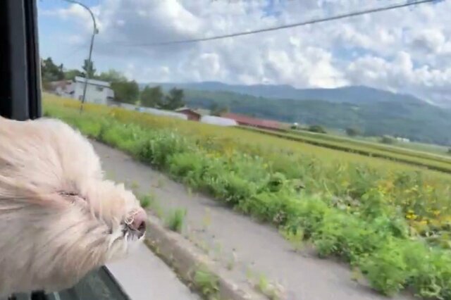 どうしても「外の空気を吸いたい犬」に思わず二度見　強風を受け続ける姿に「もうなにか分からないね」