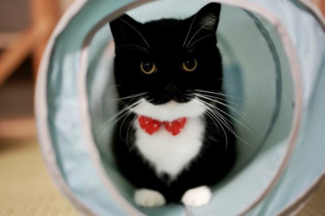 【ほっこり】真ん丸お目目の猫ちゃんが時折見せるギャップに反響多数！愉快な変貌ぶりに1万いいね