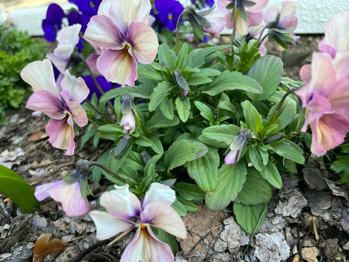 パンジー・ビオラ