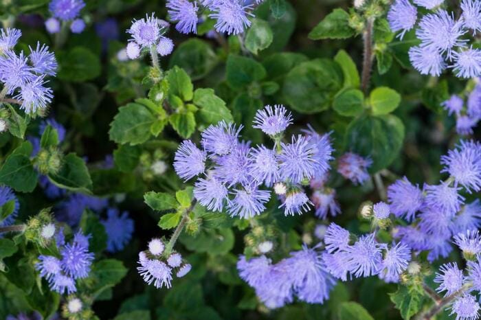 アゲラタムの花が咲いている。色は薄い紫。