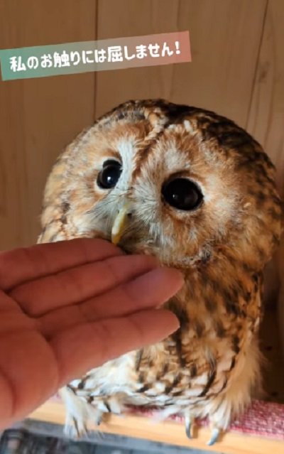 出所：@mori_luna_tawny_owl