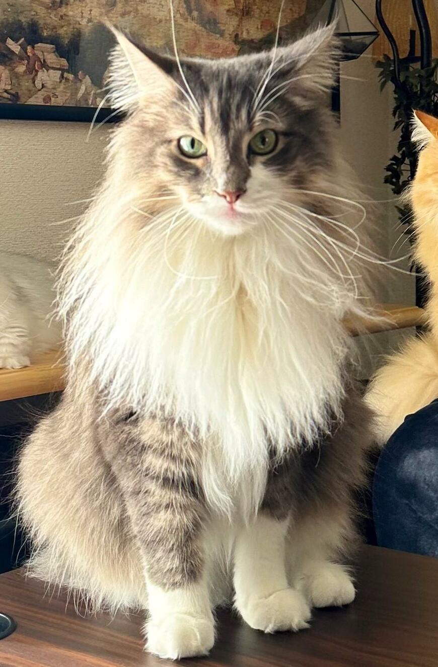 出所：@NEKOLAND13 