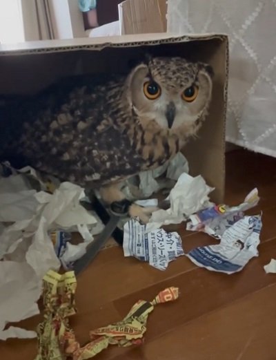 出所：@miracle_meg