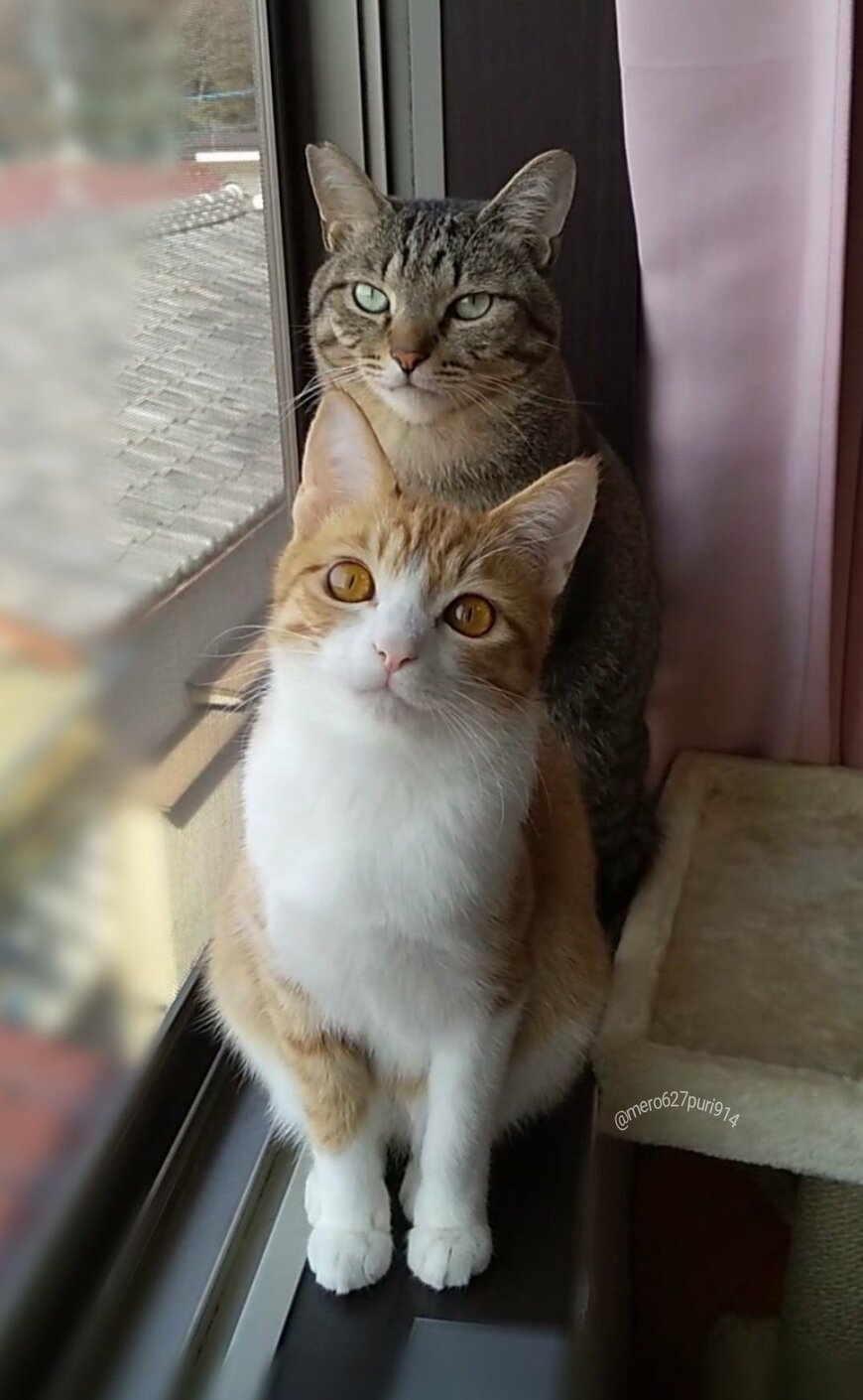 出所：@mero627puri914