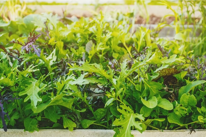 Medvedeva Oxana/Shutterstock.com