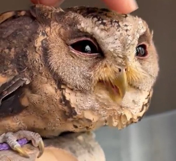 飼い主さんのある行動に合わせてお口をぱくぱくするフクロウさん　無意識の動作が可愛くてほっこり「連動してる？」