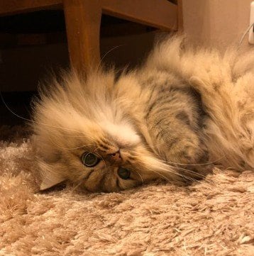 【隙間にフィット】フワフワな猫が隙間に挟まった結果→凝縮されたモフモフと見つめるお目めがたまらない