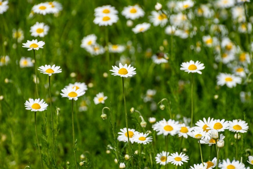 barmalini/shutterstock.com