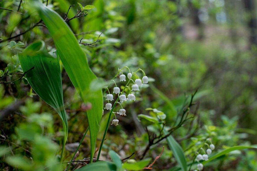 Tatiana Kovaleva/Shutterstock.com