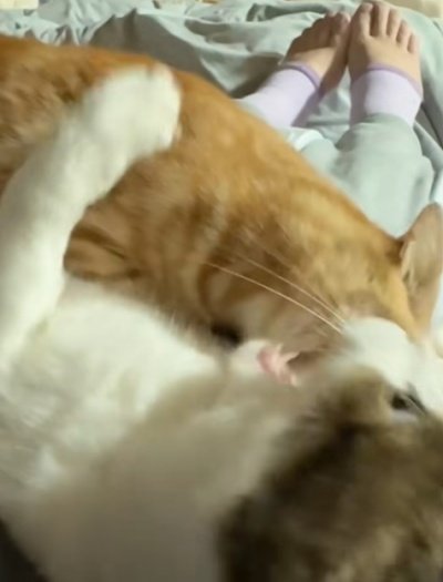 出所：＠nikoandkotatorowasabi