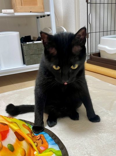 出所：@Teagle_Noir