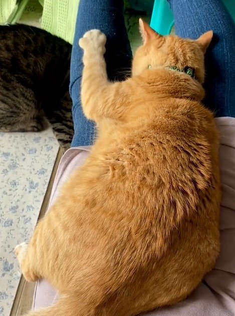 出所：@luna7taka9 