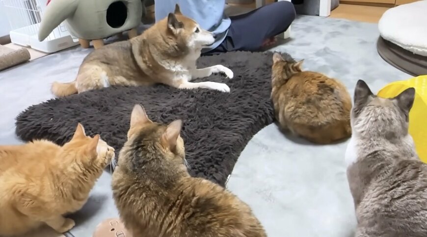 リモートワーク中の飼い主さんに興味津々な猫ちゃんたち　かまって攻撃に「仕事どころじゃない」