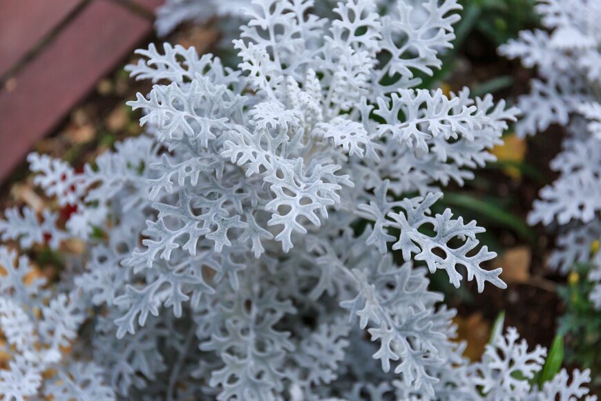 Senecio cineraria/Shutterstock.com