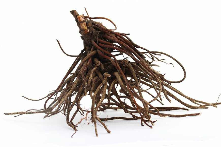 shansh23/Shutterstock.com