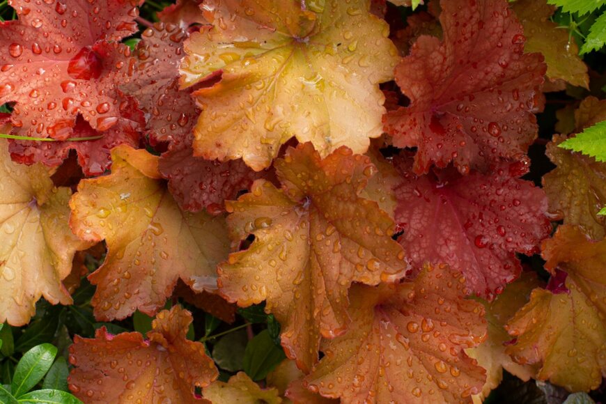 olga_arisphoto/shutterstock.com