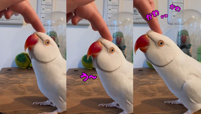 出所：@zundamame_cockatiel