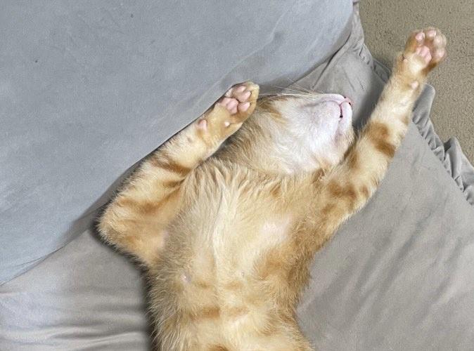 出所：@Beercat_Ana_Dar