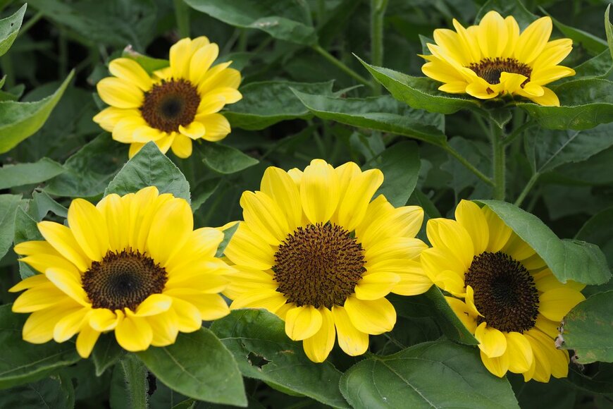 SweetDD/Shutterstock.com