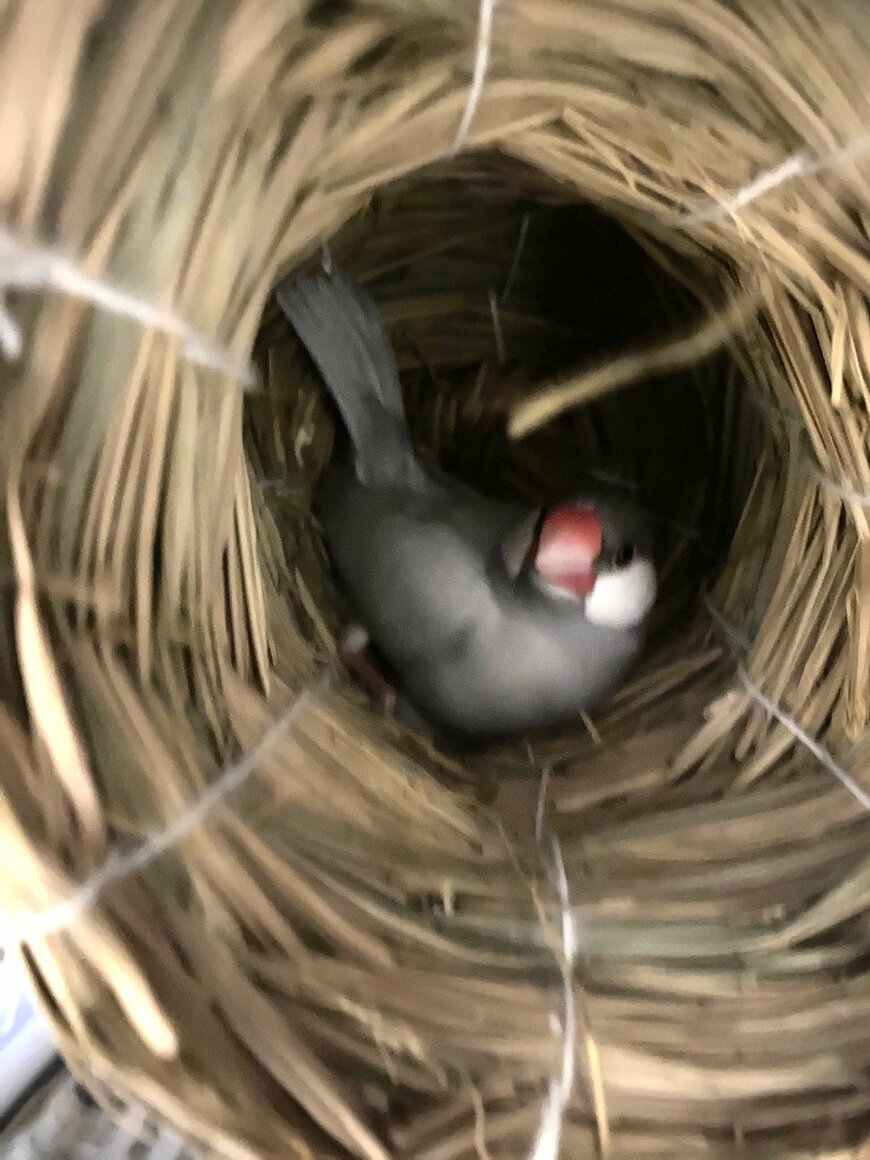 出所：@buncho_sweet