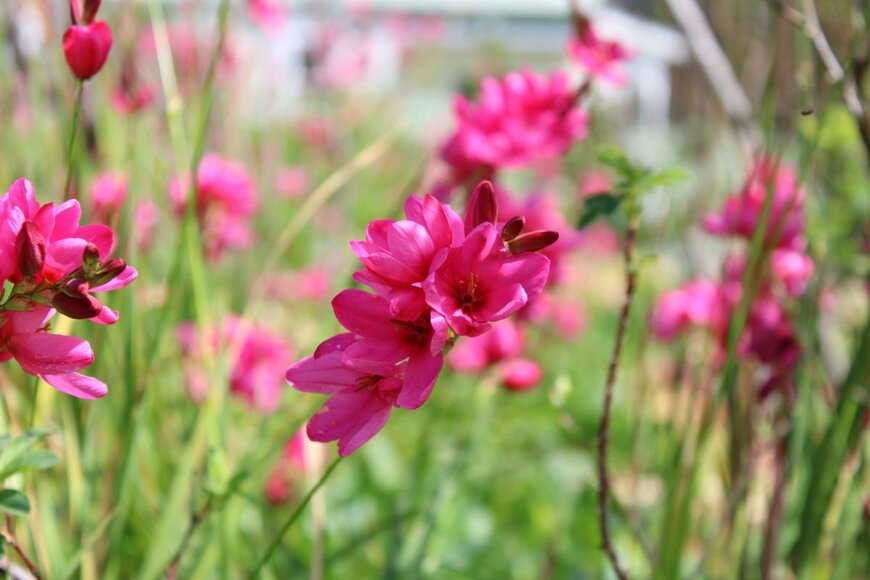 Alison Bellringer/shutterstock.com