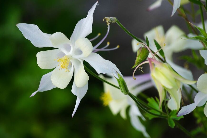 【宿根草ガーデニング】植えっぱなしでも毎年花が咲く！今年植えてみたい宿根草オススメ7選