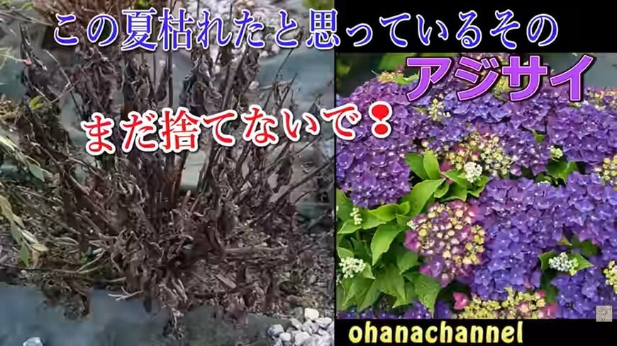 夏枯れアジサイ救出【ビフォーアフター】猛暑で弱った株「1年後の姿に感動！」解説もわかりやすい