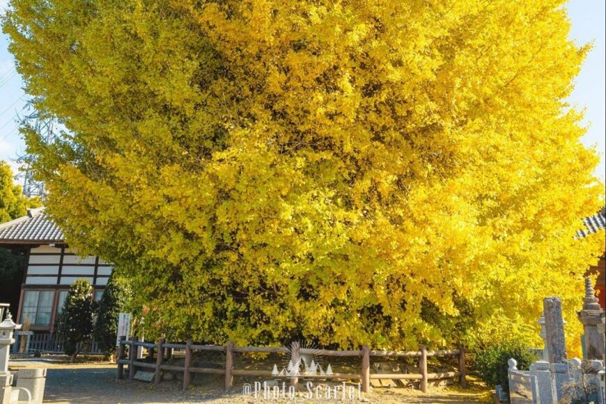 群馬県で撮影された「推定樹齢400年の巨大銀杏」　大迫力の1枚に「こんなに大きくなるんだ」