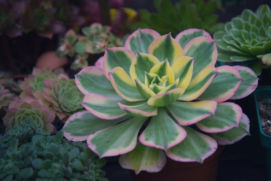 pticelov/Shutterstock.com