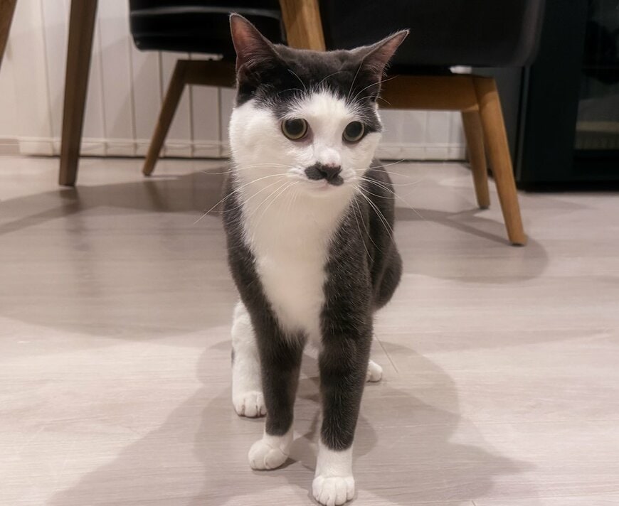 出所：@Saeroyi_cat