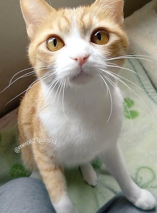 出所：@mero627puri914