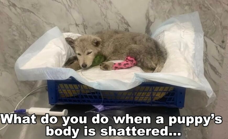 【保護犬】全身を骨折した生後約3か月の子犬　「奇跡の回復」を遂げるまでの記録に胸が熱くなる