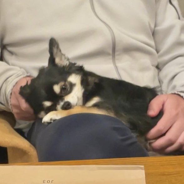 出所：@gomachihuahua