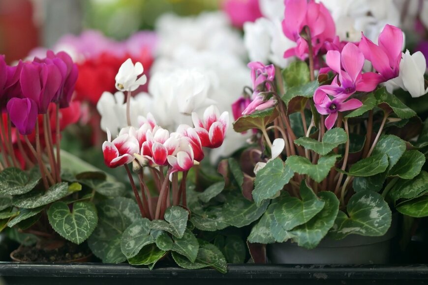 Tibesty/shutterstock.com