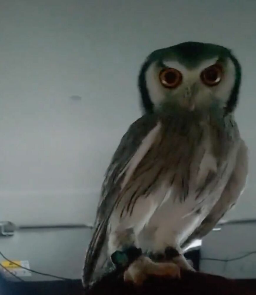 【車中泊を楽しむフクロウ】早朝から元気いっぱい！飼い主さんは寝不足で泣き笑い