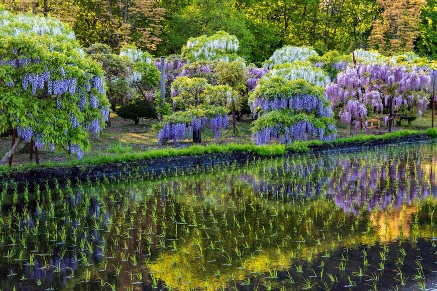 HIROSHI WATANABE/shutterstock.com