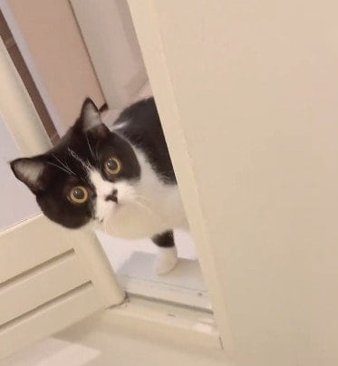 出所：@saburou214