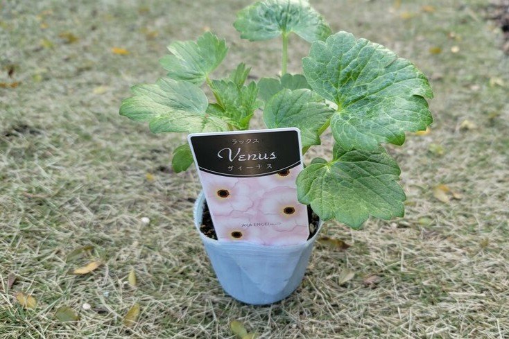 著者撮影（ラナンキュラス ラックス ヴィーナス）