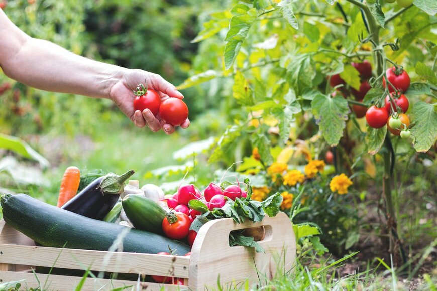 寄せ植えで作る家庭菜園「ポタジェガーデン」がオシャレ！作り方のコツ、夏野菜の組み合わせ例も紹介