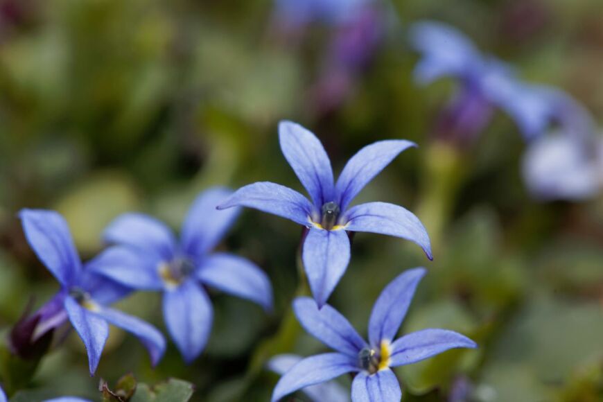 【ガーデニング】爽やかブルーがオシャレ！春ガーデンにおすすめの多年草＆一年草8選
