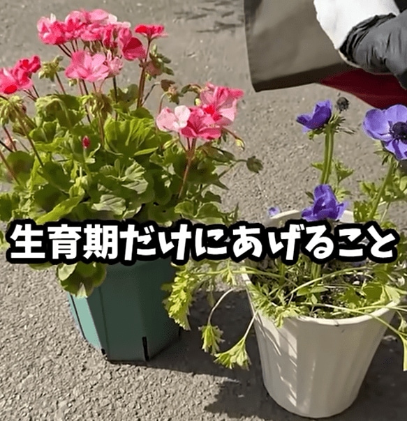 生育期だけにあげること