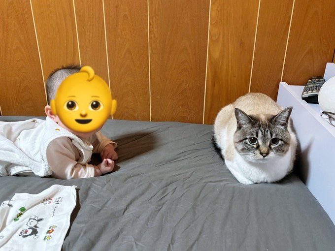 赤ちゃんと絶妙な距離を取る猫