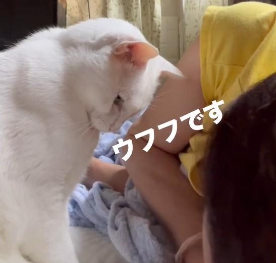 見つめている猫