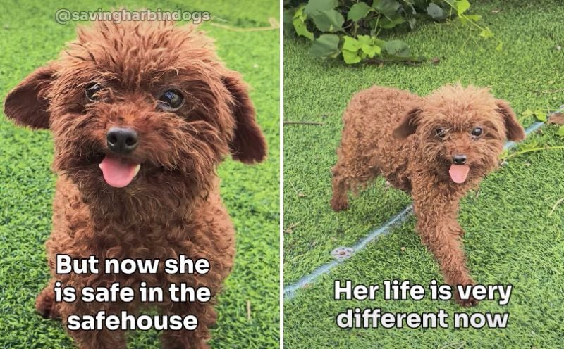 出所：<u><a href="https://www.instagram.com/p/DcdxJ8xPHOK/" target="_blank">@savingharbindogs</a></u>
