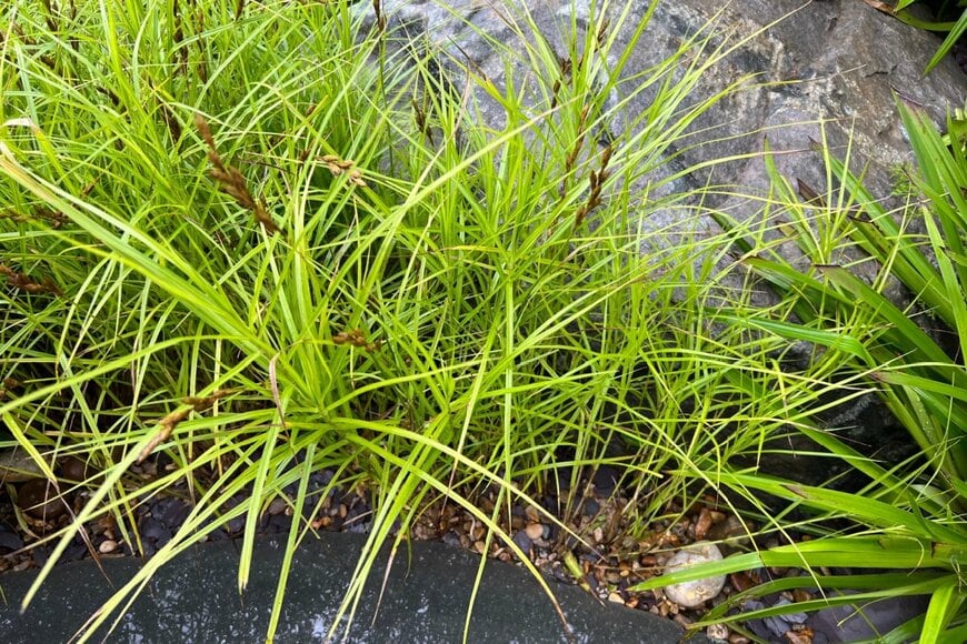 コンクリートと岩の隙間に生えている、多年草のカレックス