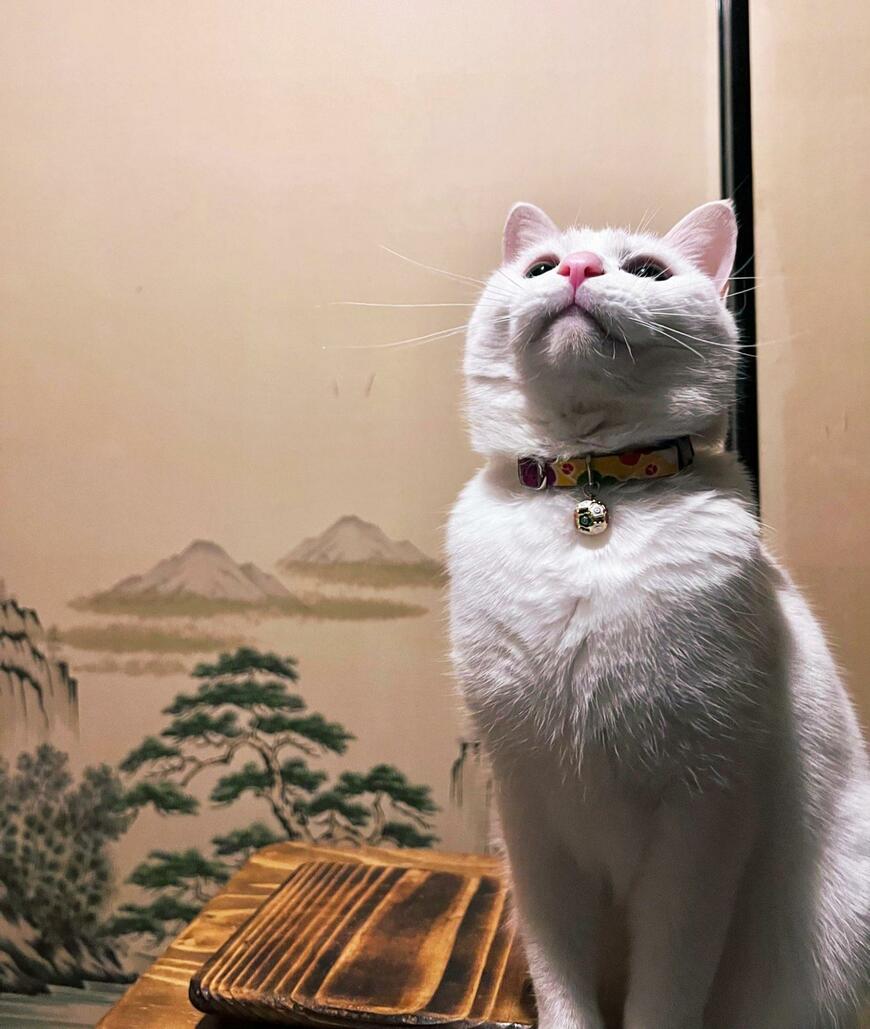 白い猫が部屋の天井を見上げていている様子