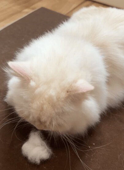 ブラッシング嫌いな猫